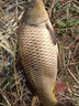 川澤線組主線全套進(jìn)口魚線成品線組套裝釣鯽魚競(jìng)技線組正品大物線組 4.5m【4卷裝】+收納盒剪刀 1.5號(hào) 曬單實(shí)拍圖