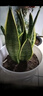 金邊虎皮蘭盆栽辦公室內客廳綠植凈化空氣吸甲醛盆栽好養四季常青 簡(jiǎn)易盆虎皮蘭25厘米左右 含盆 曬單實(shí)拍圖