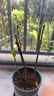 驅(qū)蚊蟲金絲吊蝴蝶花卉綠植盆栽室內(nèi)外陽臺四季開花 混色【濃香耐寒+驅(qū)蚊蟲】四季開花 花期300天10年苗【買一送一】開花爆滿 曬單實(shí)拍圖