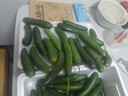 壽光水果黃瓜山東時(shí)令果蔬小青瓜蔬菜火鍋食材清脆爽口產(chǎn)地直發(fā) 水果黃瓜帶箱8斤【囤貨】 曬單實(shí)拍圖