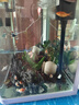 【順豐快速發(fā)貨】3-5CM彩色天使魚 群游觀賞魚淡水活體小型魚好養(yǎng) 13條（藍紅黃白綠紫）含2條備損 下單送飼料丨順豐包郵發(fā)貨 曬單實拍圖