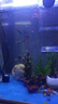 紅綠燈魚燈科魚孔雀魚熱帶觀賞魚淡水寶蓮燈魚活體斑馬魚群游魚 1.5cm 紅綠燈20條+5備損 曬單實(shí)拍圖