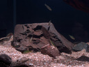 樂迪吉羅王魚缸燈吉羅魚專用燈100W增色顯色 RX吉羅燈 黑色 100W 【APP控制 單燈】 曬單實拍圖