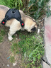 阿拉丁神獸狗繩牽引繩狗狗胸背帶背心式狗鏈遛狗大型犬拉布拉多邊牧金毛小狗 防爆沖胸背帶+牽狗繩【黑色】 M碼【建議18-40斤】 曬單實拍圖