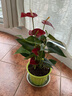 綠有意紅掌盆栽植物室內(nèi)花卉好養(yǎng)土培一帆風(fēng)順大盆水養(yǎng)四季常青綠植 帶花紅掌5-8朵原盆+肥 曬單實拍圖