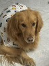 句可 狗狗衣服大型犬薩摩耶夏季狗衣服哈士奇中大狗防曬衣金毛涼涼衣 白色小熊背心 彈力大 6XL(胸圍98CM 約110斤寵物) 曬單實(shí)拍圖