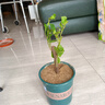 稀有三角梅新品四季開花幼苗盆栽陽(yáng)臺(tái)好養(yǎng)花卉基地 7號(hào)【印度畫報(bào)】 六年生枝條扦插成活【開花滿樹】 曬單實(shí)拍圖