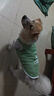 山頭林村比熊泰迪柯基柴犬狗狗衣服2024新款春夏天薄款背心防掉毛外出防臟 3XL 胸圍70建議20-40斤 曬單實拍圖