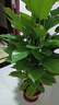 大葉綠蘿柱盆栽辦公室大型綠植物室內(nèi)除甲醛神器百搭好養(yǎng)活 大葉綠蘿柱1.4-1.5米原盆 曬單實(shí)拍圖