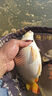 西部風(fēng)老壇甜薯玉米窩料野釣鯽鯉草青魚打窩釣魚餌料發(fā)酵底窩料 老壇五谷雜糧果酒香800g 曬單實(shí)拍圖