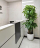 南國愛大型綠植各種大型盆栽發(fā)財(cái)樹金錢樹榕樹流泉楓辦公室內(nèi)盆景好養(yǎng)活 原生發(fā)財(cái)樹1.6-1.8m梯形盆-輪托 曬單實(shí)拍圖