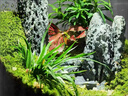 SMVP生命之樹懶人苔蘚微景觀辦公室盆栽宿舍植物桌面手工生態(tài)瓶真植物 玻璃造景單瓶（灰空瓶） 曬單實(shí)拍圖
