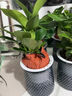 藝萱金鉆盆栽植物鉑金鉆綠蘿籮水培大葉綠植多肉辦公室內懶人好養花卉 金鉆20cm（原土盆）+營(yíng)養液【限量搶購】 曬單實(shí)拍圖