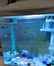 森森（SUNSUN）魚(yú)缸水族箱生態(tài)桌面金魚(yú)缸玻璃小型客廳制氧過(guò)濾免換水家用缸 高清玻璃 230白色標配 （帶20件套） 曬單實(shí)拍圖