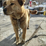 栓狗鐵鏈子大型犬304不銹鋼鐵鏈子狗加粗加長(zhǎng)中小型犬防咬狗鏈子 3mm粗2米長(zhǎng) 曬單實(shí)拍圖