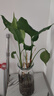 泰西絲水培植物萬(wàn)年青綠植花卉擺件 萬(wàn)年青6株40-50CM不含瓶 源頭直發(fā) 曬單實(shí)拍圖