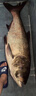 kastking 卡斯丁威震天魚(yú)線(xiàn)輪18KG大釣力漁輪金屬路亞紡車(chē)輪海釣磯釣魚(yú)輪 MegaTron-6000系列 曬單實(shí)拍圖