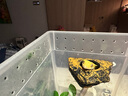 茨格曼爬寵加熱墊寵物蜥蜴守宮爬蟲溫控加熱墊魚缸加熱墊保溫墊 中號  三擋控溫12W【28*15cm】 曬單實拍圖