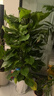 愛(ài)優(yōu)尚大葉綠蘿柱盆栽客廳大型綠植辦公室內除甲醛凈化空氣綠籮源頭直發(fā) 曬單實(shí)拍圖