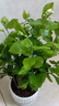行湘茉莉花盆栽花卉綠植 茉莉花8-12株+中號豎條紋陶瓷盆 源頭直發(fā) 曬單實拍圖