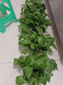 櫻霞綠蘿盆栽室內(nèi)植物綠植水培長(zhǎng)藤垂吊大葉綠籮陽(yáng)臺(tái)家用 12O綠加侖自水10盆+4肥+ 京東送貨上門 曬單實(shí)拍圖