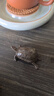 一紀(jì)（KAZUNORI）手工金錢銅烏龜茶寵創(chuàng)意復(fù)古小擺件可養(yǎng)精品茶玩茶道配件 金錢銅烏龜茶寵 曬單實(shí)拍圖