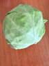 圓白菜約1kg 曬單實拍圖