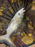 光威（GW）龍?jiān)迫~竿碳素輕硬竿魚竿28調(diào)鯉魚鯽魚黑坑垂釣 5.4m 龍?jiān)迫?曬單實(shí)拍圖