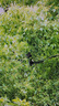 尼康（Nikon） 原裝光點(diǎn)瞄準(zhǔn)器DF-M1長(zhǎng)焦打鳥(niǎo)拍鳥(niǎo)追蹤輔助瞄準(zhǔn)對(duì)焦器熱靴/冷靴安裝于 尼康D850/D810/D800/D780 光點(diǎn)瞄準(zhǔn)器 曬單實(shí)拍圖
