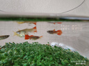 瘋狂水草種子魚(yú)缸草籽植物草缸造景真草陰性水草孑牛毛草種子 大對(duì)葉種子 魚(yú)缸草籽植物草缸造景 曬單實(shí)拍圖