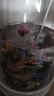 魚(yú)缸增氧泵水妖精反氣舉小型過(guò)濾器棉套過(guò)濾迷你水妖精氣動(dòng)過(guò)濾器 迷你水妖精汽包器【無(wú)氣泵】+1米氧氣管 曬單實(shí)拍圖