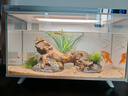 畫(huà)法幾何魚(yú)缸造景套餐仿真沉木造景米家智能魚(yú)缸專(zhuān)用 曬單實(shí)拍圖