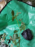 行湘爬藤月季花卉綠植盆栽花園地栽 粉色龍沙20cm左右2棵 源頭直發(fā) 曬單實拍圖