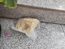 兜逛介家黃辣丁專(zhuān)用餌料羊油龍蝦魚(yú)蝦網(wǎng)籠顆粒小餅子黃鱔河蝦抓蝦魚(yú)網(wǎng)籠 羊油小餅子【500克*2包】共1kg 曬單實(shí)拍圖