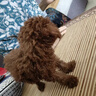 嘉瑰泰迪幼犬灰泰迪純種泰迪狗活犬寵物狗狗活體貴賓犬茶杯犬 寵物級 紅色 公 曬單實(shí)拍圖