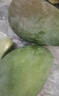 金煌芒新鮮水果 金煌芒果應(yīng)當(dāng)季生鮮 帶箱1斤 中大果【單果140g+】 曬單實(shí)拍圖
