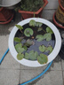 京厽睡蓮水培植物帶花苞四季開花池塘荷花藕種盆栽水養(yǎng)水蓮花根塊種子 精品大睡蓮混色5顆+送2營(yíng)養(yǎng)液 曬單實(shí)拍圖
