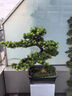 潮裕盆景高端羅漢松造型地景樹室內(nèi)植物庭院迎客松真樹老樁客廳辦公室盆景 老樁羅漢松盆景178 帶盆栽好 曬單實拍圖