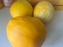 卉雙正宗陜西黃河蜜瓜紅金寶當(dāng)季新鮮沙漠甜瓜黃金香瓜脆甜可口 黃河蜜瓜 精選帶箱9-10斤（凈重8.5斤） 曬單實(shí)拍圖