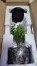 八芽 小葉赤楠盆景擺件室內(nèi)綠植花卉盆栽老樁客廳辦公室桌面好養(yǎng)植物 【推薦款】小葉赤楠+舍得紫砂盆+苔蘚鋪面+底座 曬單實(shí)拍圖