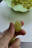 正宗新疆吐魯番無(wú)核白葡萄無(wú)籽5斤新鮮當季水果整箱馬奶提子小 新疆無(wú)核白無(wú)籽5斤出口大果 曬單實(shí)拍圖