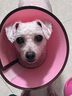 ANNAMAET安娜低脂瑪特狗糧易消化犬糧娜瑪特無(wú)谷里昂成犬糧深海魚(yú)控制體重 無(wú)谷低脂標準顆粒 25磅*1袋 -26.6 曬單實(shí)拍圖