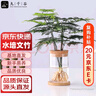 九千谷水培植物文竹室內觀葉植物盆栽綠植花卉含玻璃瓶竹托源頭直發(fā) 曬單實拍圖