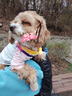 MOEPIE狗狗鞋子防臟軟底甩不掉小型犬比熊泰迪雪納瑞網(wǎng)面透氣外出腳套 米杏色（四只裝） 4號（內(nèi)寬3.8cm，適合11-15斤） 曬單實(shí)拍圖