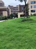 沃湖灣草坪草籽四季常青護坡綠化狗牙根馬尼拉庭院地毯草皮種子黑麥草孑 混播四季青1斤【耐寒耐旱】 曬單實(shí)拍圖