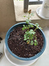 1.6米爬藤月季大苗蒂娜四季開花薔薇基地直發(fā)【買就送扦插小苗】 粉色達(dá)芬奇1.6米開花爆滿 送種植說明書 曬單實(shí)拍圖