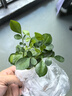 特價(jià)懶人水培綠植九里香綠蘿文竹室內(nèi)易養(yǎng)凈化空氣花卉盆栽 九里香5顆【不含盆】土培水培皆可10-15cm 曬單實(shí)拍圖