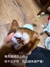 瑞普伊爾舒復(fù)方制霉素軟膏貓咪狗狗中耳炎耳螨馬色拉菌耳癢耳臭滴耳液 伊爾舒【10g/支】通用 曬單實(shí)拍圖