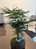 幼薇文竹盆栽植物室內綠化四季迷你辦公室綠植擺件桌面好養(yǎng)創(chuàng)意小盆景 文竹+舍得小紫砂盆+圓形底盤 帶盆栽好 曬單實拍圖
