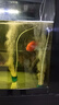 徹朗納米氣盤魚缸氧氣盤增氧霧化細化器氣泡石 綿密霧化【5cm+全套配件】 曬單實拍圖